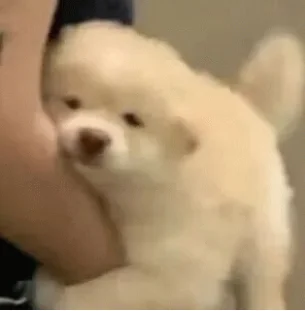 8 ペア Gemfan 1608 3 ブレード/1609 4 ブレード 40mm PC プロペラ マイクロフープ FPV レーシング フリースタイル タイニーフープ ドローン用