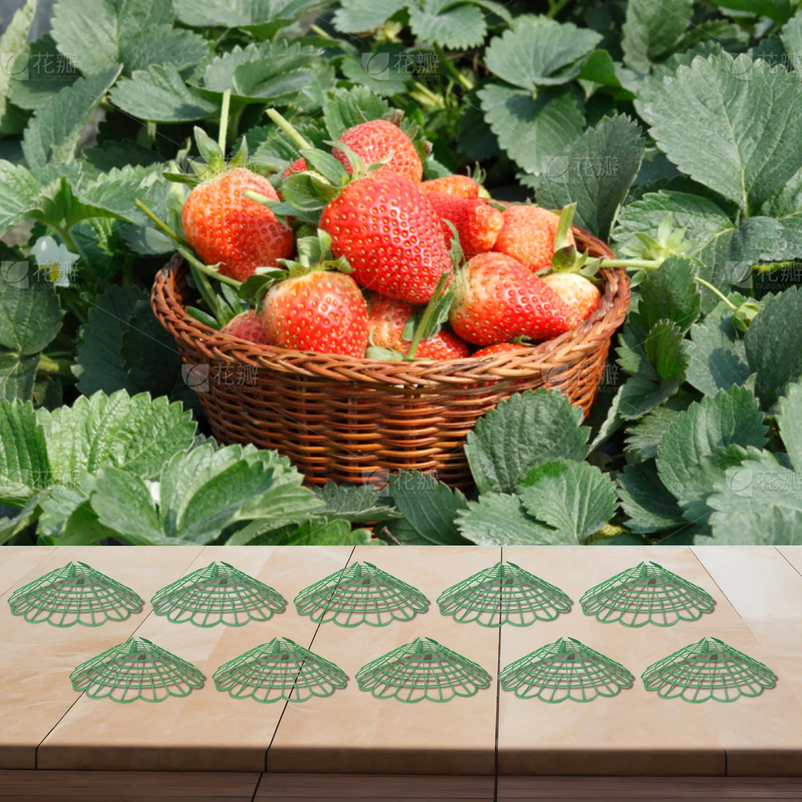 Strawberry Plant Stands 10 Pack Elevate Fruit for Cleaner Harvests and Reduce Rot by Enhancing Air Circulation Around Plants
