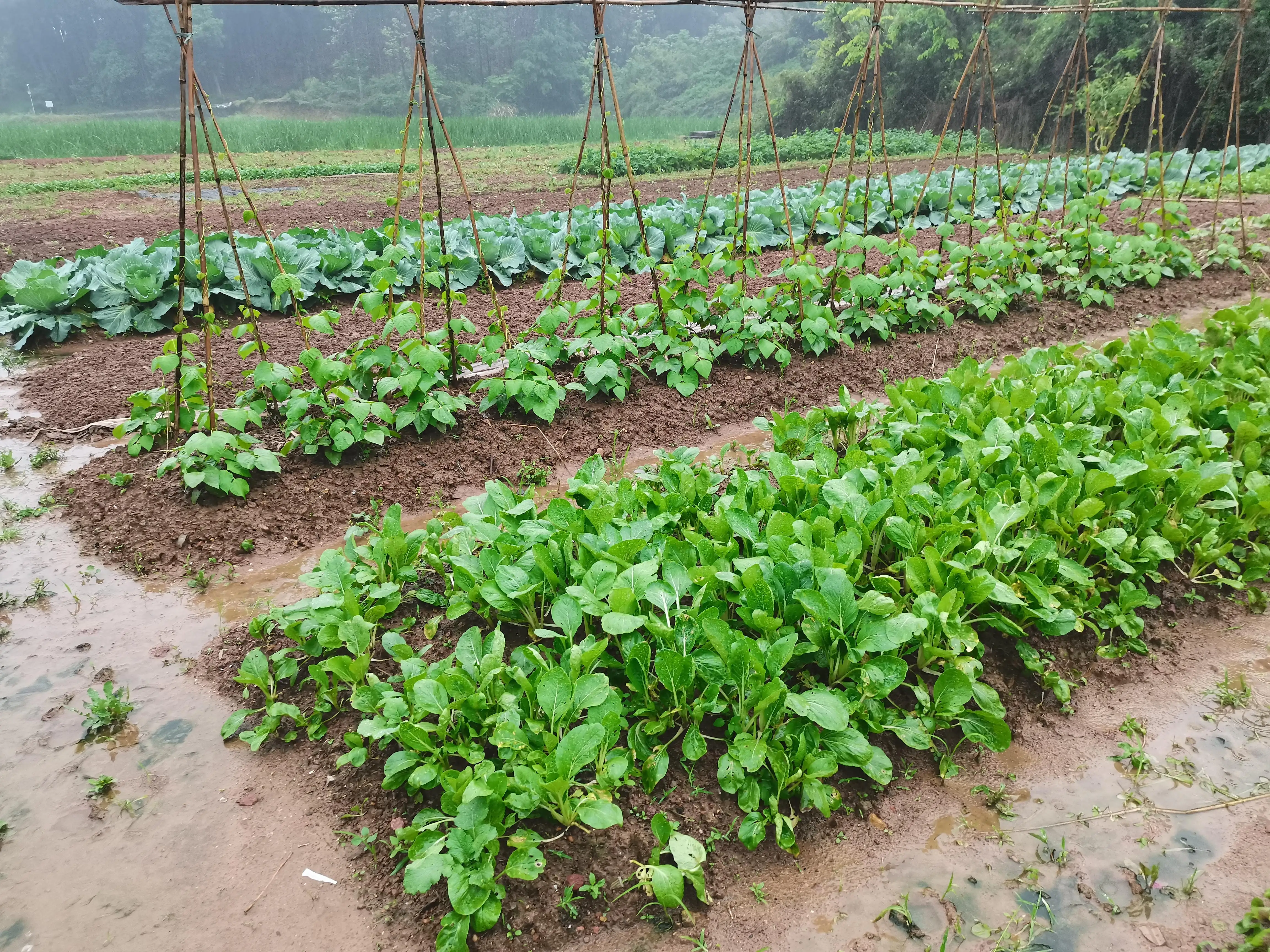 

Adjustable Support Wheels Auxiliary Wheels 26/28mm Walk Behind String Trimmer For Portable Brush Cutter Garden Machinery Parts