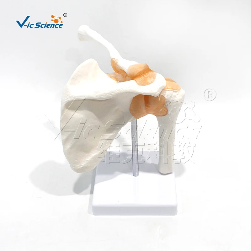 نموذج تشريحي مشترك الكتف PVC عالي الجودة بالحجم الطبيعي مع أربطة لتعليم العلوم الطبية والمدارس المدارس الطبية