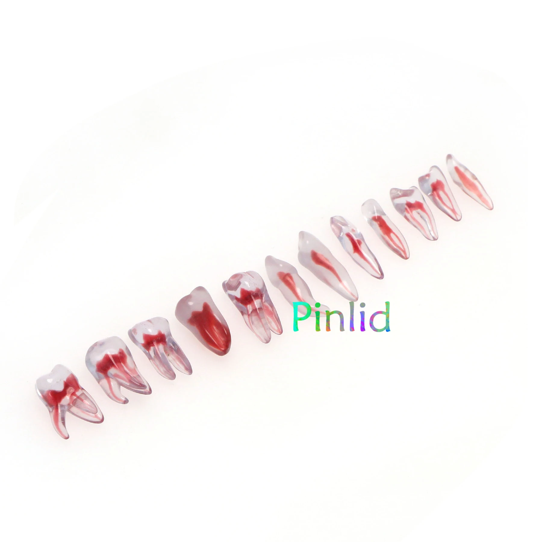 Dental RCT Endo Training Teeth Model 3D Curved Root Resin 12 Size 1:1 Endodontic Education Cavity