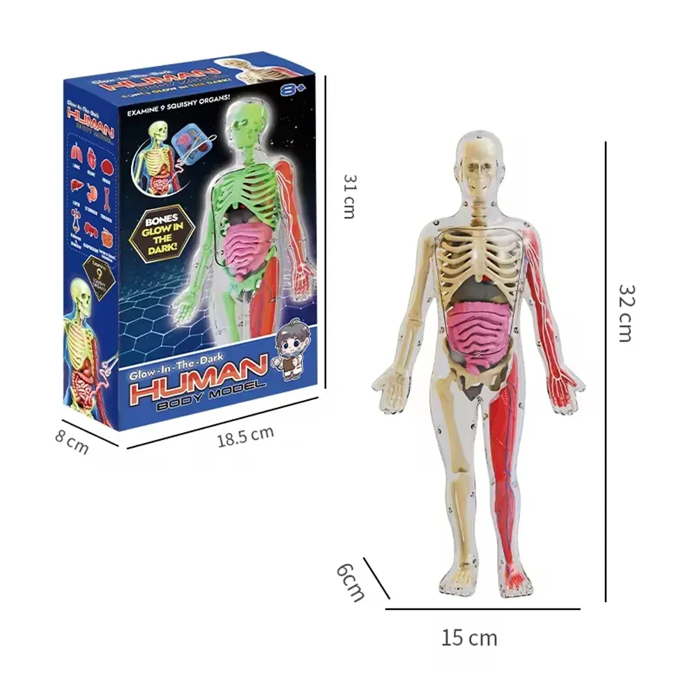 โครงกระดูกมนุษย์ออร์แกน Anatomy การสอนทางชีวภาพชุดเอดส์ Glow in the Dark Human Body Assembly ของเล่นเพื่อการศึกษาสําหรับของขวัญเด็ก