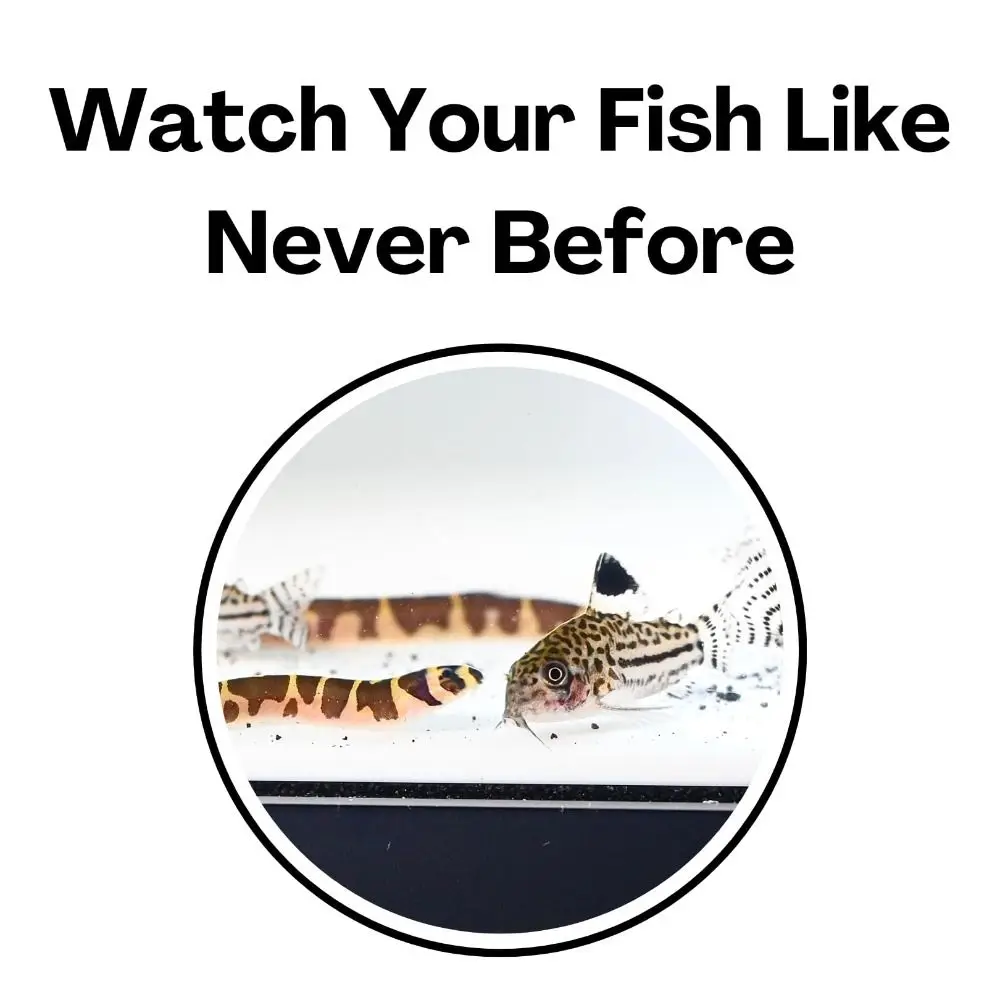 متعددة الوظائف حوض السمك تحت الأرض نفق كهف تحت الحصى نفق منحنى حوض السمك الديكور نفق الكهوف خزان الأسماك الديكور