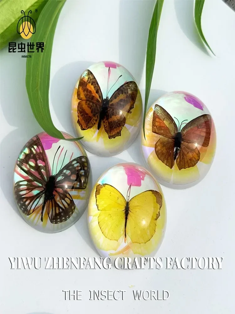 7PC New Cool Real Insect Resin Epoxy Butterfly Specimens Semicircle Acrylic Transparent Desk Ornaments Crafts