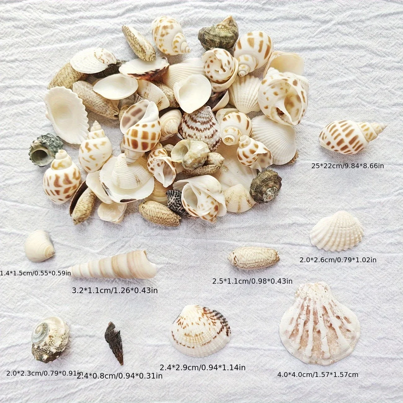 100g Meereswind-Muschelmix, Einzigartige Vielfalt an Schneckenschalen, Geeignet für Bodendekoration, Dekorative Muscheln für Aquarien – Detail 5