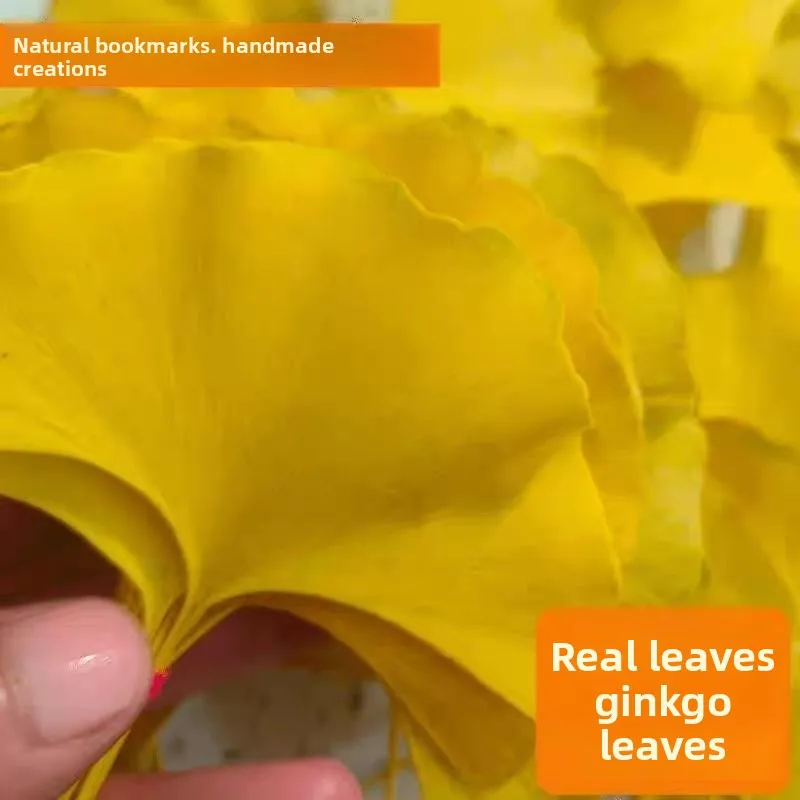 

High-Quali Ginkgo Le DIY Handmade Material Bouquet Bookmarks ular Internet Famous Real Leaves Specimen Glue Drop