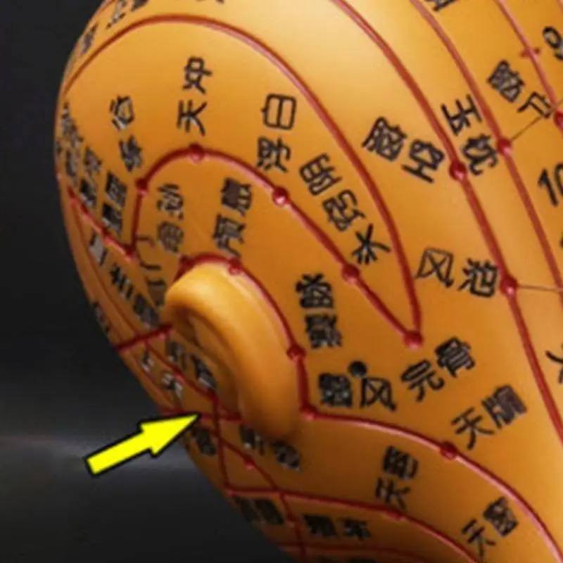 

20.47In Human Acupuncture Model with Acupoints Meridians Points for Acupressure