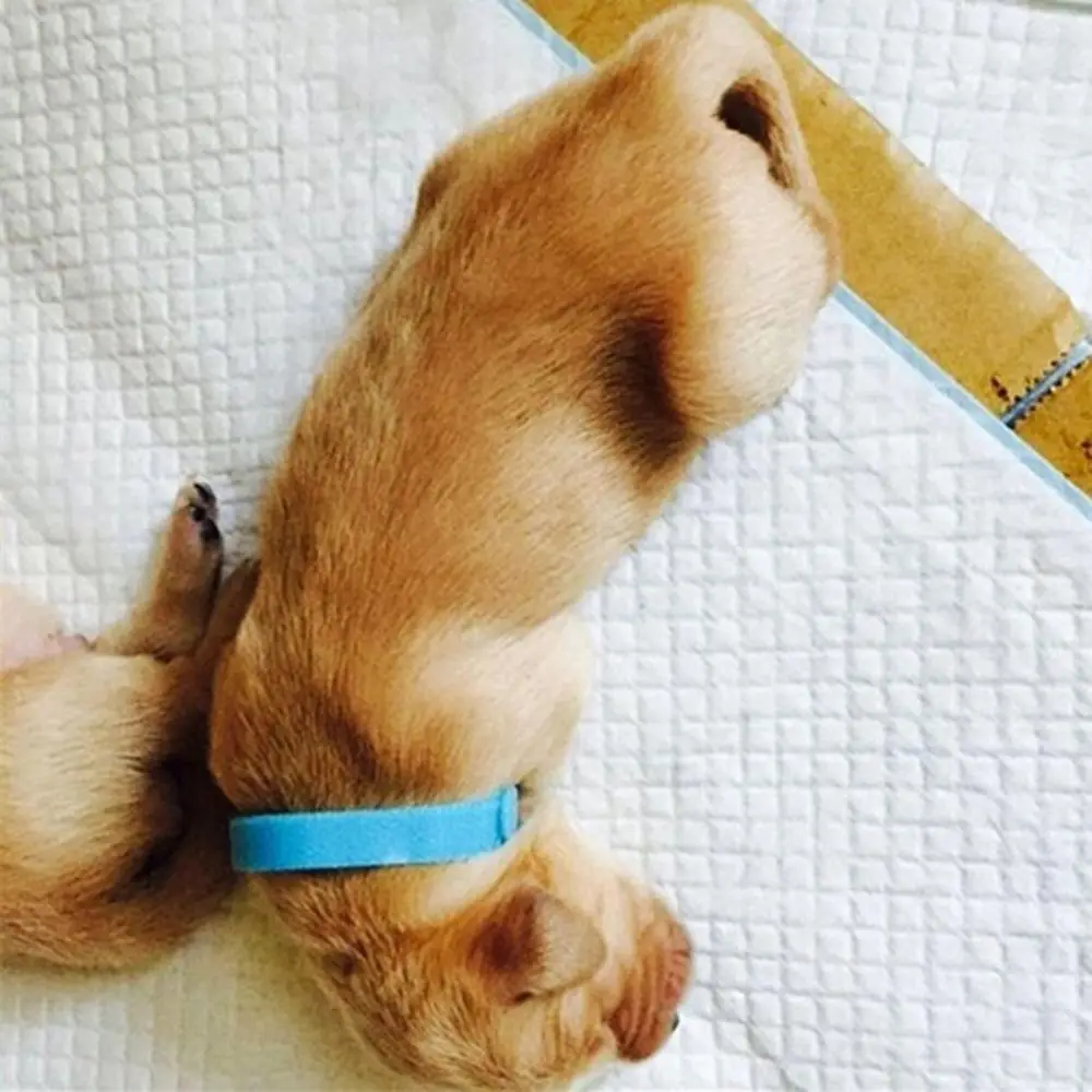 

15PCS Colorful Nylon Velvet Puppy ID Collar Pet Supplies Identification ID Collars Whelp Kitten