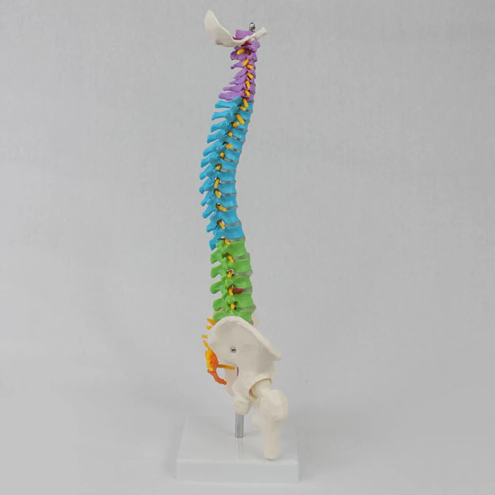 1 Pcs 45cm Color with Pelvic Human Anatomical Anatomy Spine Spinal Column Model Teaching Resources for Students Medical teaching