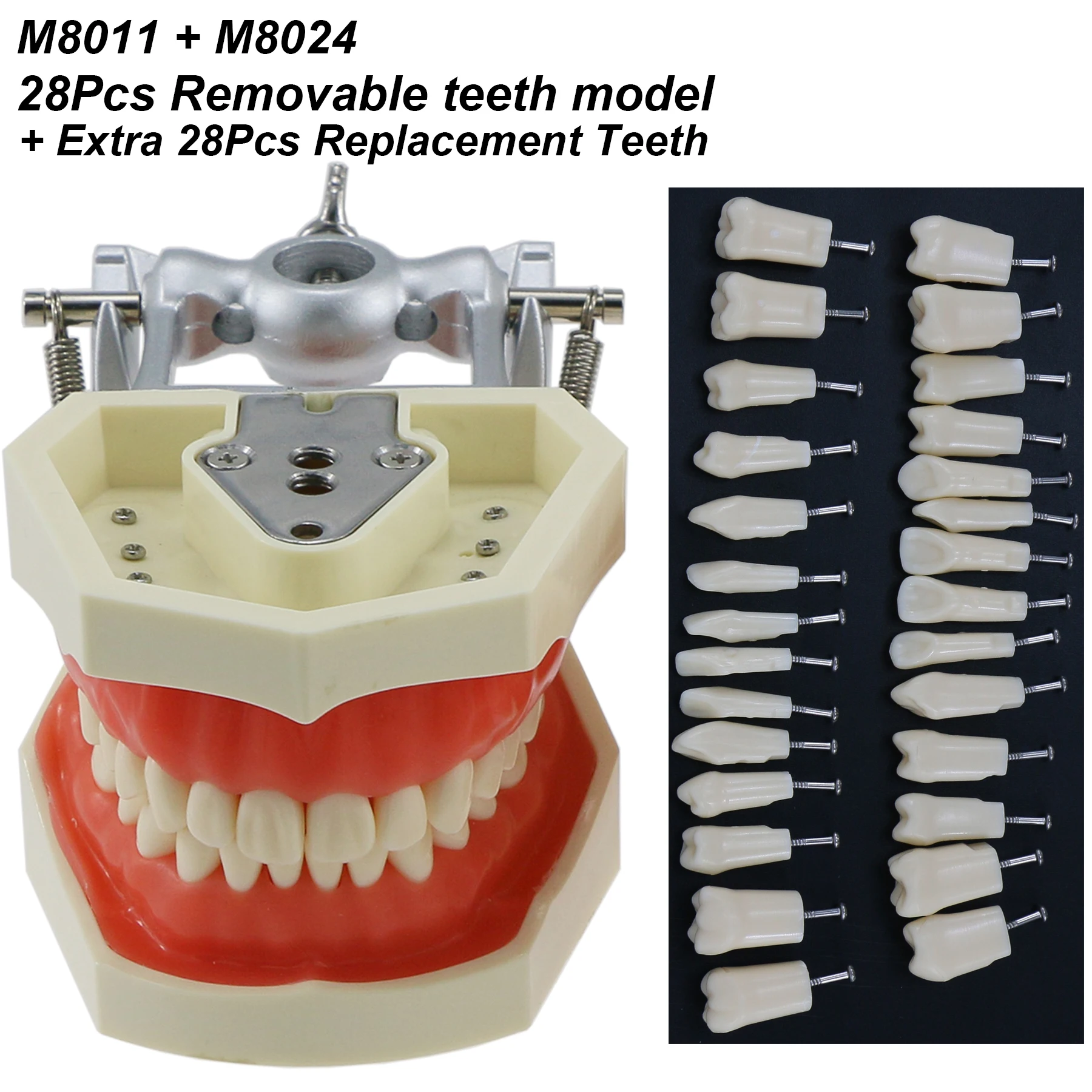 Dental Typodont Model 28 wyjmowane wkręcane zęby kompatybilne z Kilgore Nissin 200 typu jeden śrubokręt do nauki