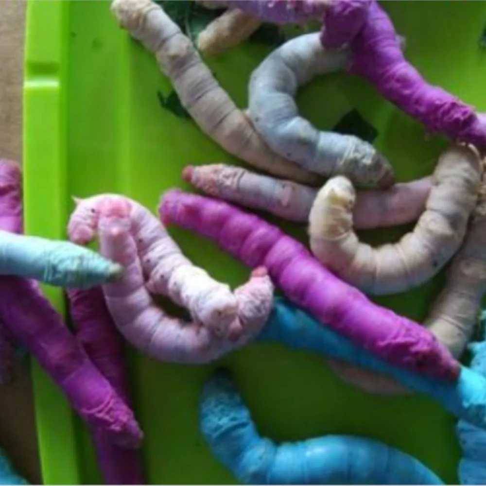 

100 Pcs/Lot New Colorful Silkworm Seeds Seed Multicolor Mulberry Feeding Silkworms Eggs Egg High Hatchability Science Toy Funny