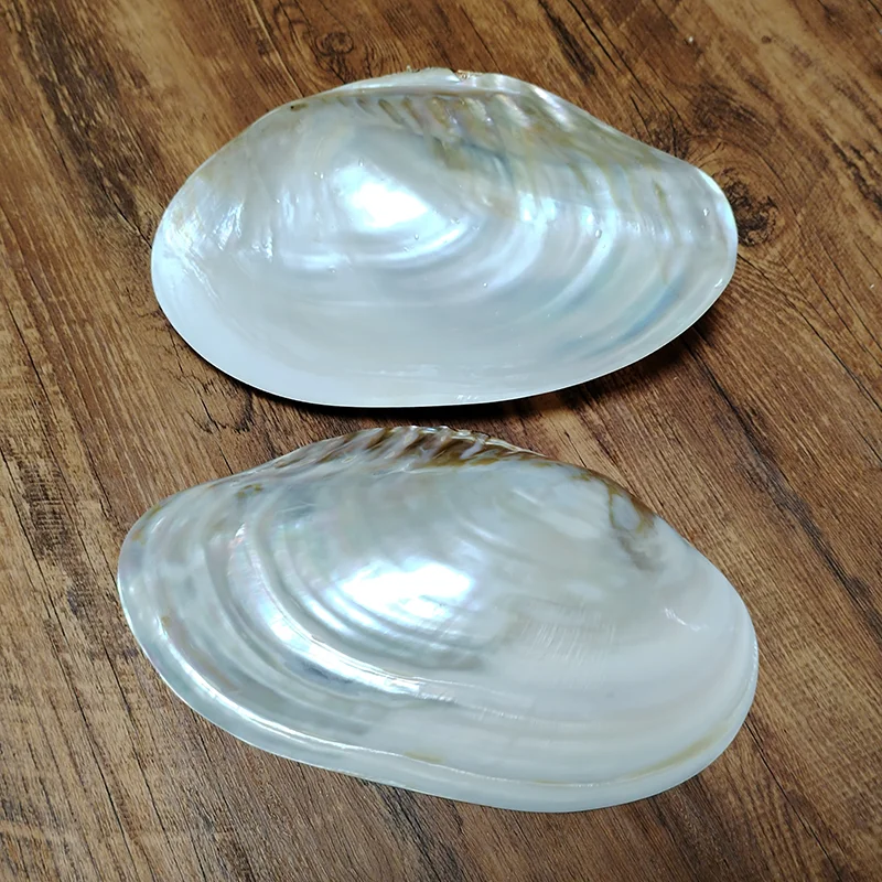 23-25CM Large Pearl Shell Polished Freshwater Mussel Shell Tray Beaching Wedding Decoration Jewelry Holder Photography Props