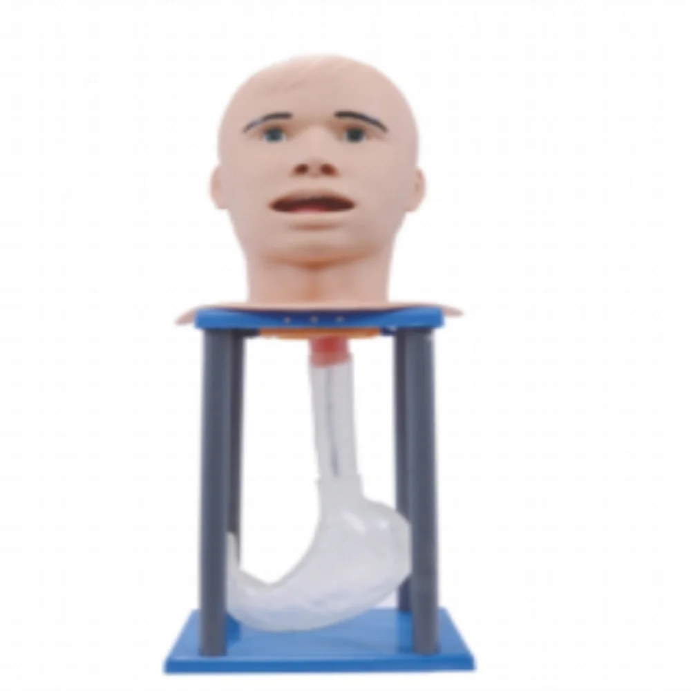 Deluxe Basic Nursing Manikin Transparent Gastric Lavage Model Medical Science Adult and Pediatric Care Nasogastric Feeding Clear