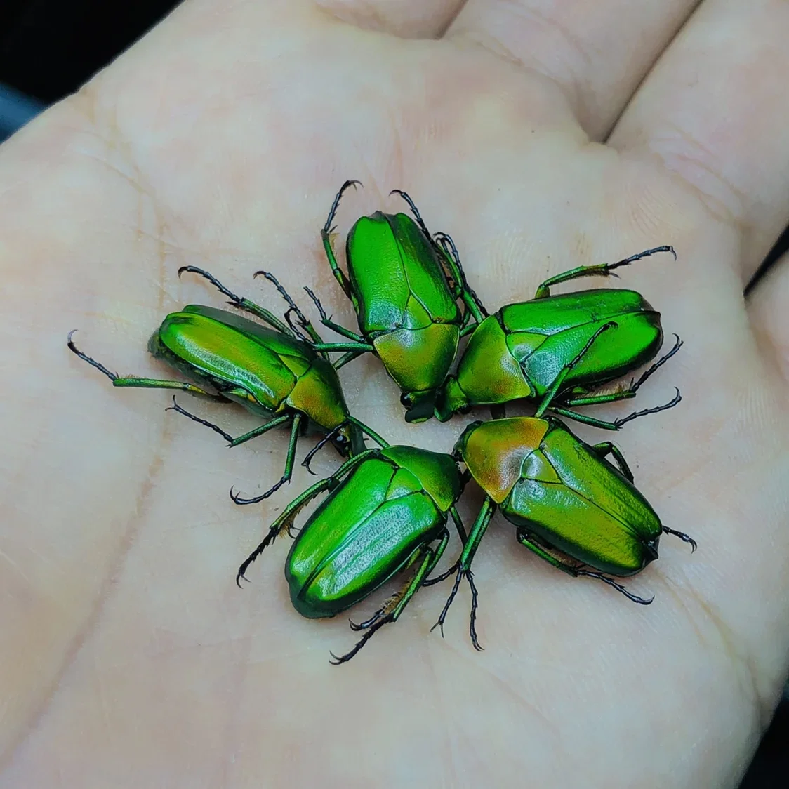 Real Scarab Specimen Insect Beetle Artwork Mosaic Collection Science Education Home Decoration Statues for Decoration Sculpture