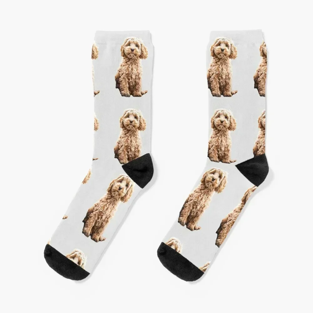 

Cockapoo Cavoodle Labradoodle Cute Puppy Dog- Poodle x Socks retro essential gym Man Socks Women's