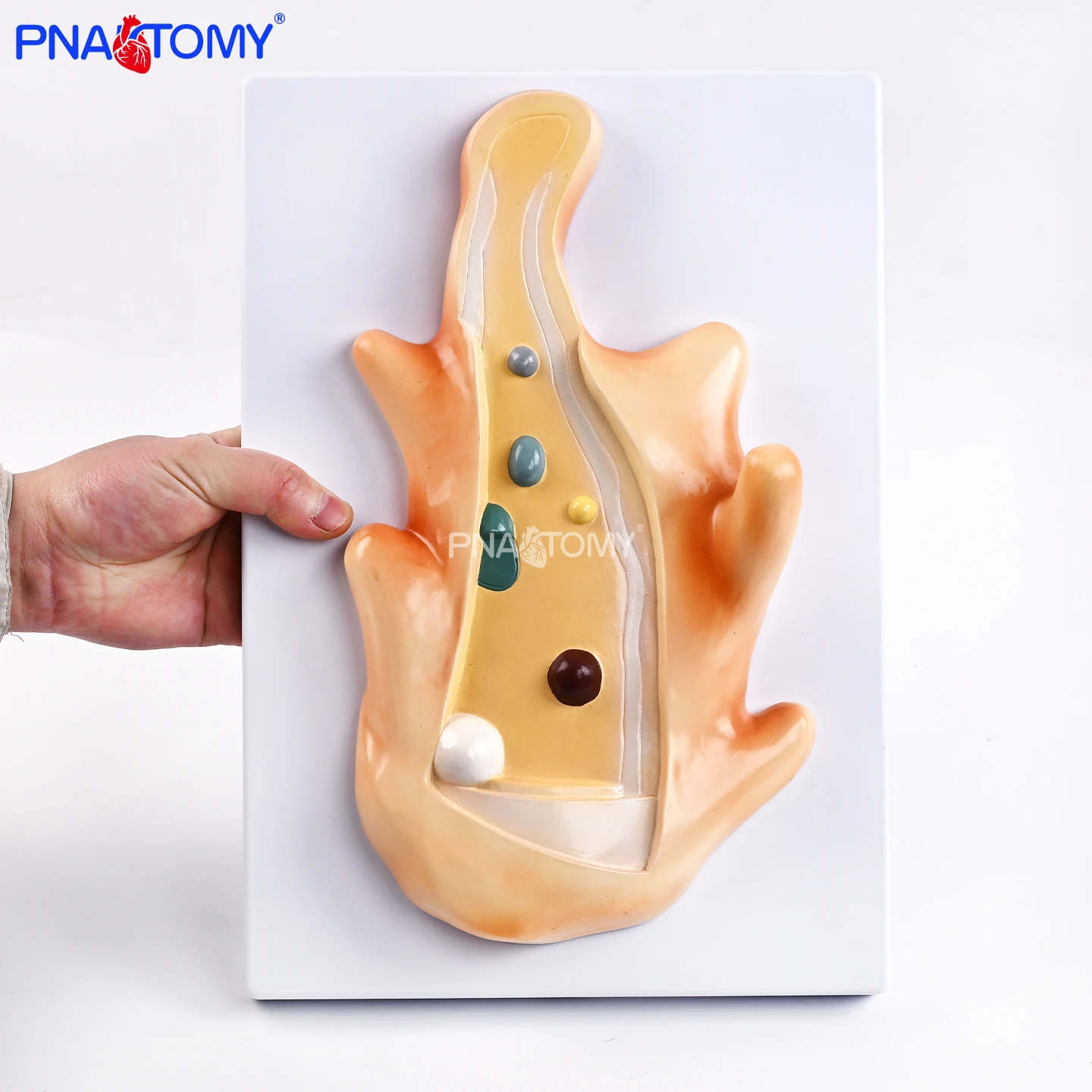

Увеличенная анатомическая модель амебы с псевдоподиями, пищевым вакуолем, выдвижным вакуолем, демонстрацией структуры ядра, модель для обучения протозоам, учебные пособия для биологических классов, обучение ветеринарных и медицинских вузов, демонстрационн