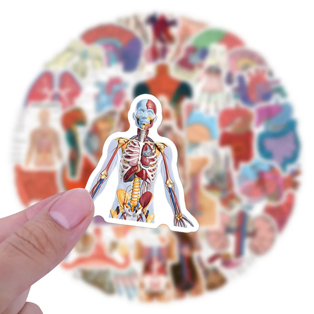 

60PCS New Aesthetic Scientific Anatomy Human Organs Graffiti Stickers Personalized Decorative Wardrobe Pencil Box Water Cup