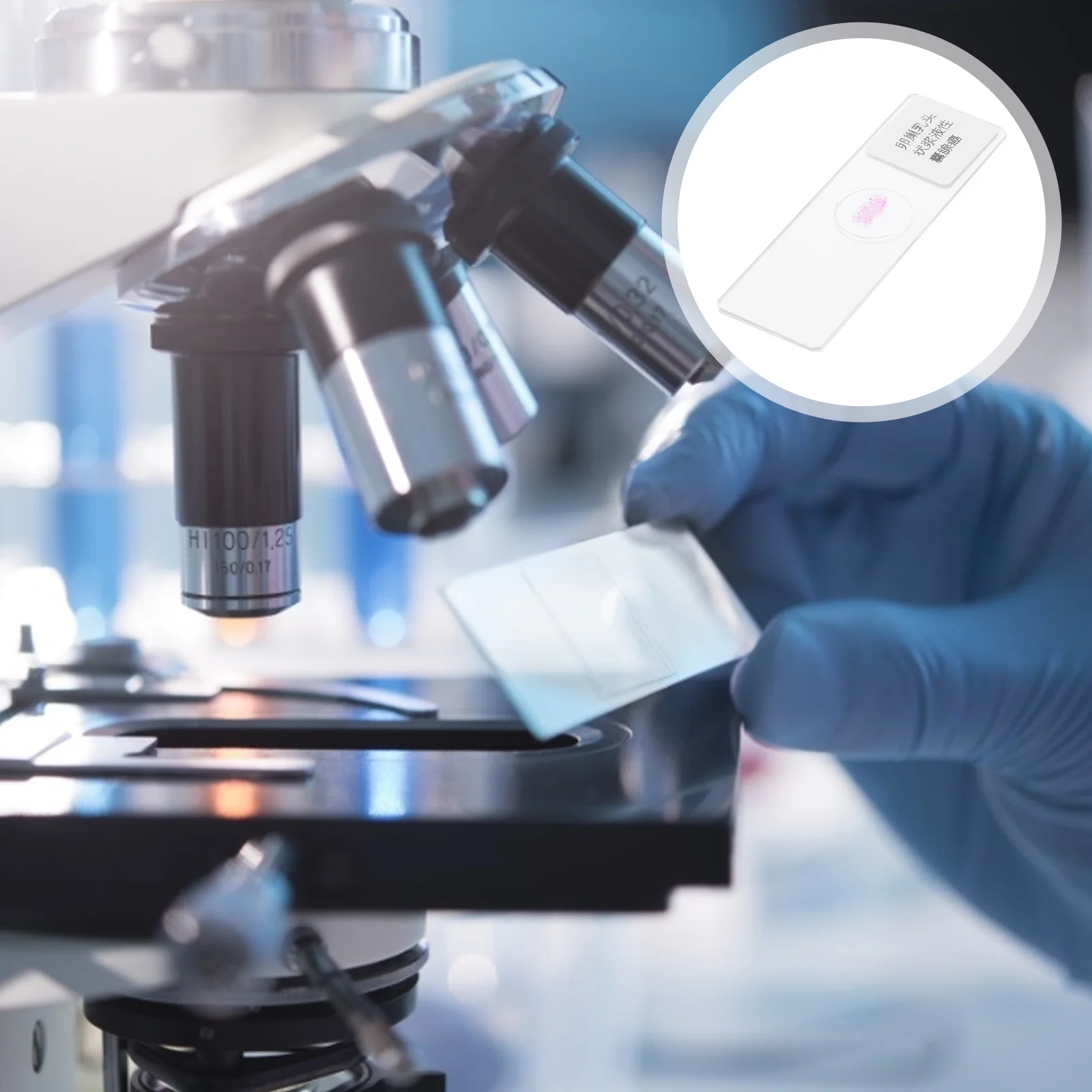 

Prepared Glass Slide Biology Class Prop Biological Education Props Microscope Specimen Bioexperiment Early Accessories