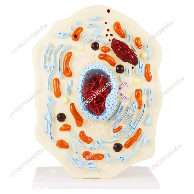 

Animal Cell Model Microstructure Anatomical Model Middle School Biology Teaching Biological Cell Equipment