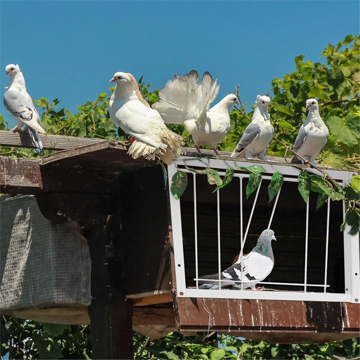 Time Saving Iron Wire Way Trap Door for Bird Traps,Pigeon Cage,and Squirrel Entry - Ideal for Birds,Coop Supplies,Birdcage Acces