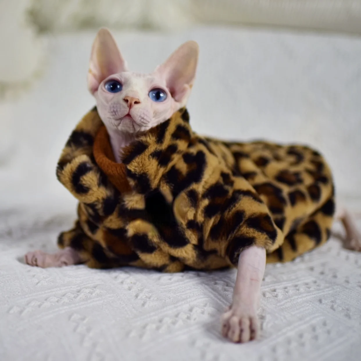 

Sphynx Cat Double Padded Leopard Warm Jacket Hairless Cat Clothes for Cornish Devon Rex Peterbald,Knnis,Abbey Cat