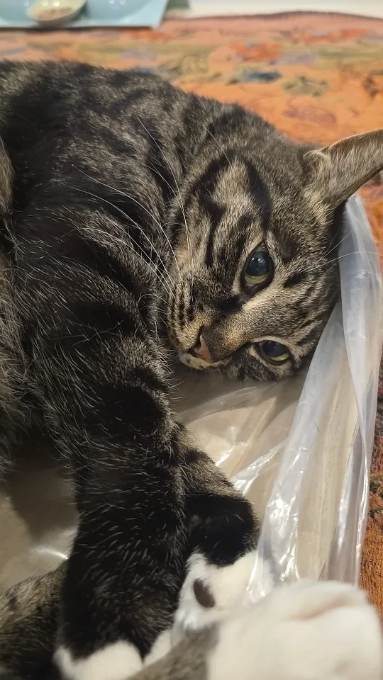 구매후기