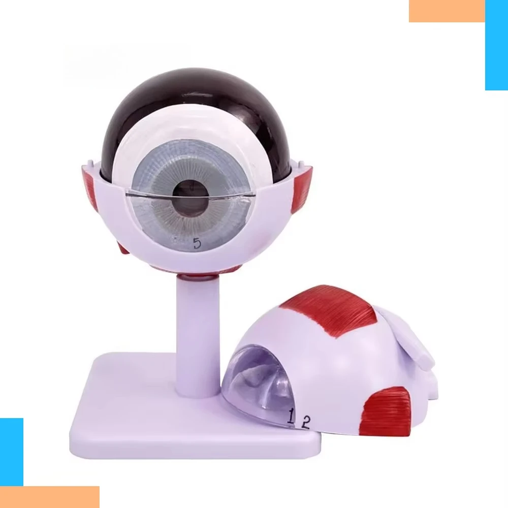 Eye Anatomical Model 3X Enlarged Eyeball 3D Model with 6 Detachable Parts and Digital Identification Display Human Eye M