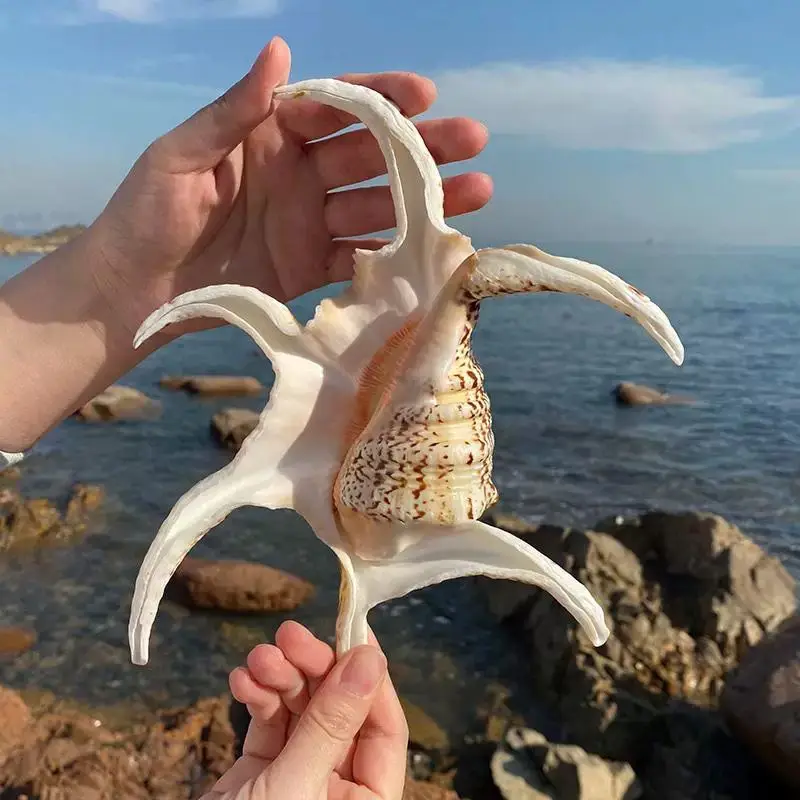 قوقعة محارة طبيعية على شكل ماء الحلزون سداسية الحلزون الجدار ملصق الديكور حوض للأسماك ديكور المنزل #4