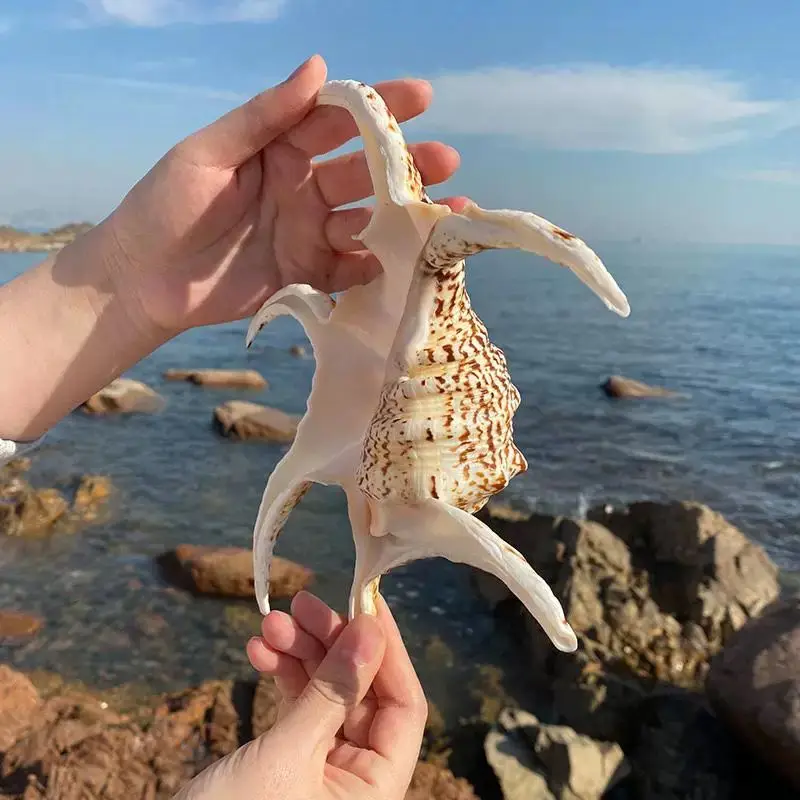 قوقعة محارة طبيعية على شكل ماء الحلزون سداسية الحلزون الجدار ملصق الديكور حوض للأسماك ديكور المنزل #2