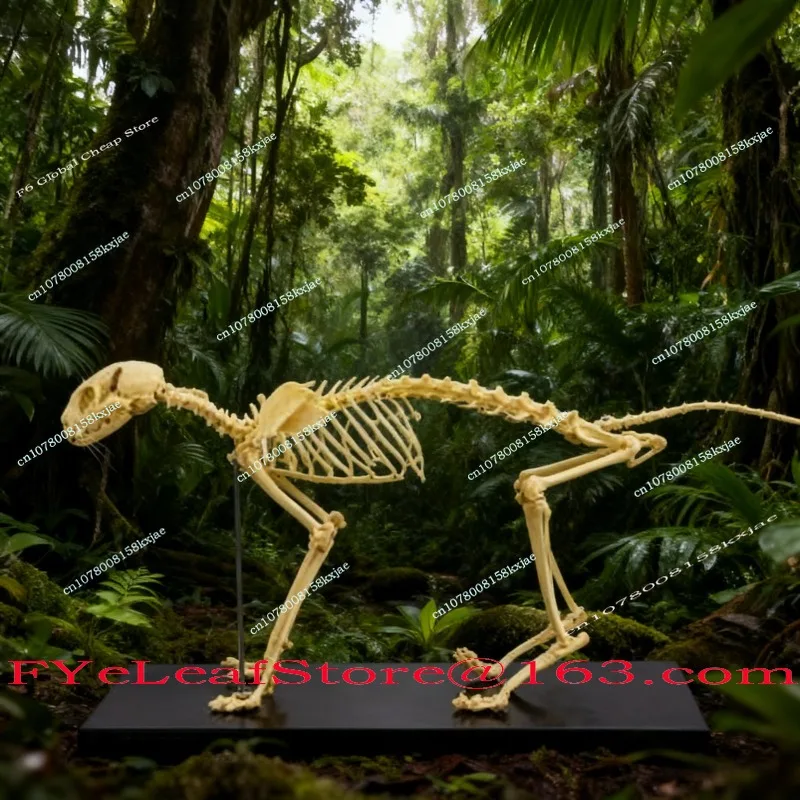 Dog Skeleton Model, Animal Dog Cat Dog, Teaching Skeleton Bone, Skeleton Model