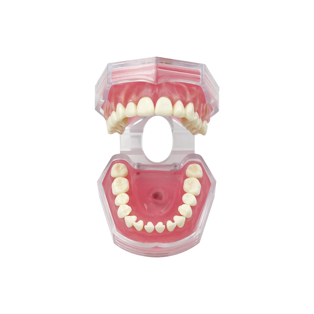 Dental Standard Typodont Model Soft Gum With 28 Removable Teeth Adult Practice Model For Dentist Teaching Study