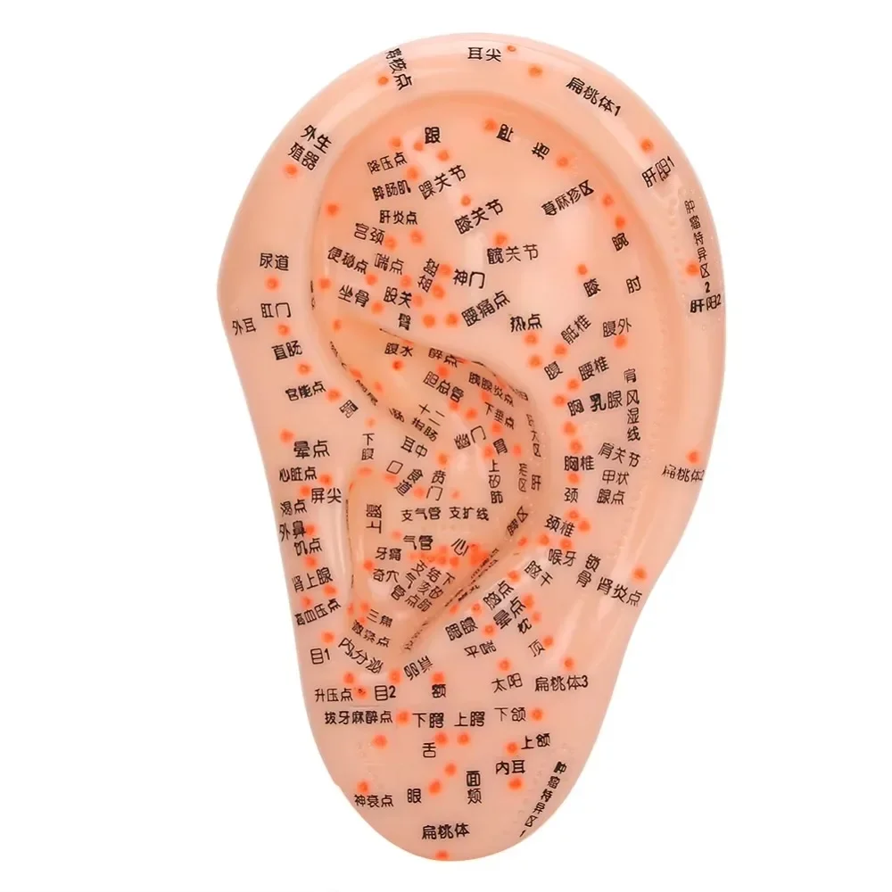 Acupuncture Points Ear Massage Model Chinese Medical Human Ear Acupoint Pressure Points Teaching Learning Train PVC Healthy Care