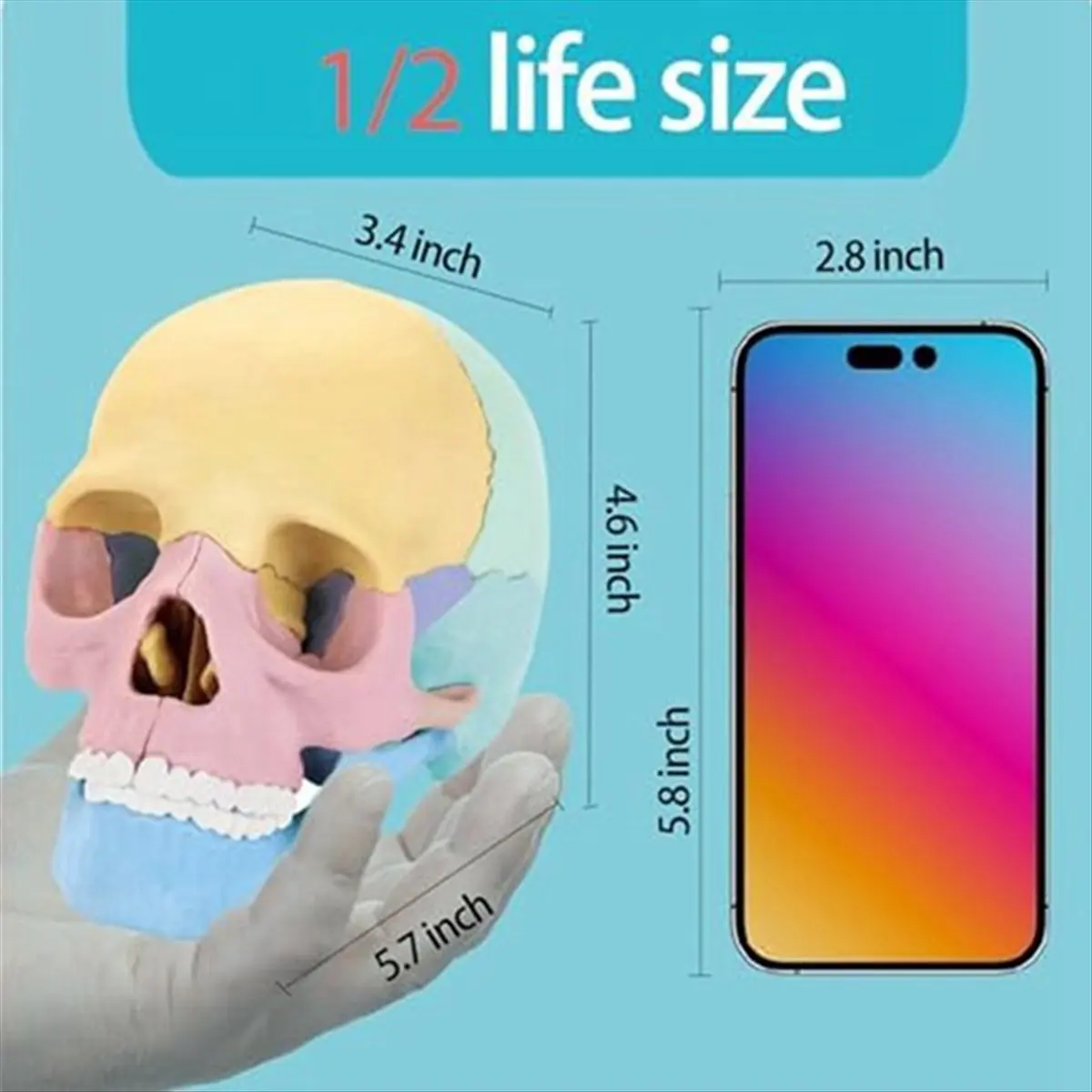 N82R Anatomy Skull Model, Human Anatomy Skull Puzzle, Detachable Mini Human Medical-Skull Model,Human Organ Model