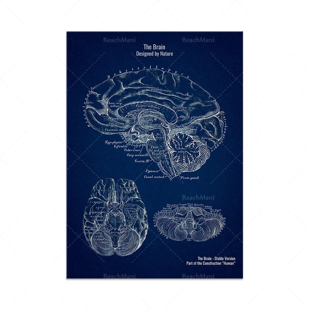 Body head anatomy, brain neuroscience poster wall art print home bedroom living room decor