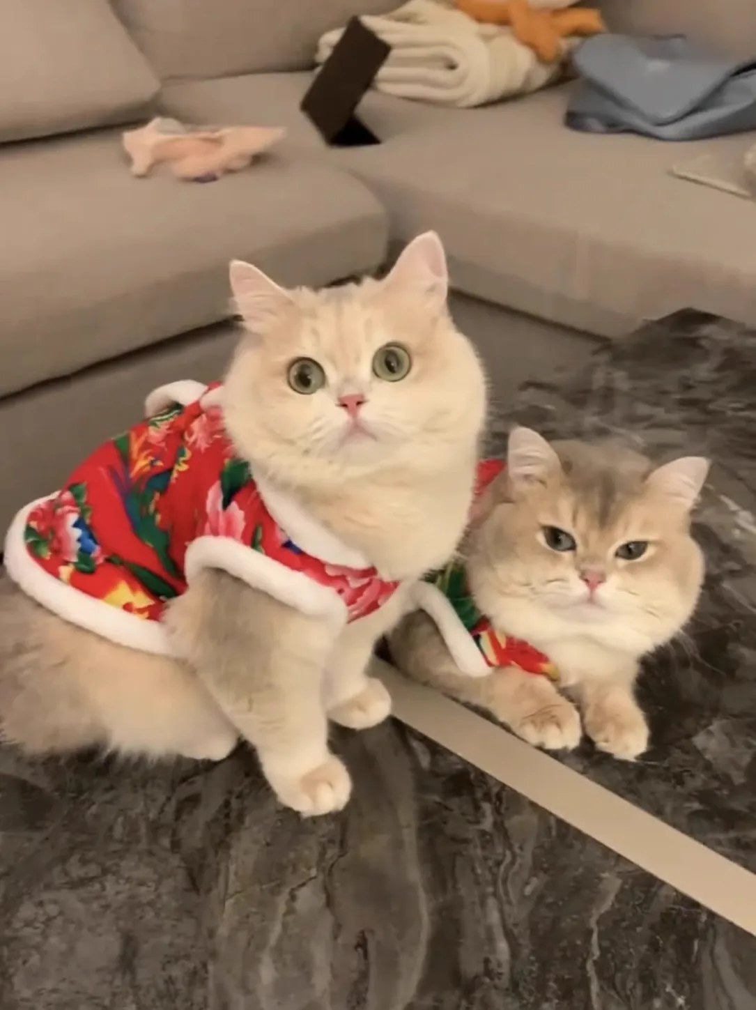 Roupas para animais de estimação forradas com Fce de Ano Novo Colete de cachorro de pelúcia azul Traje de celebração Vestuário para animais de estimação Roupas de inverno para animais de estimação Ta tradicional...