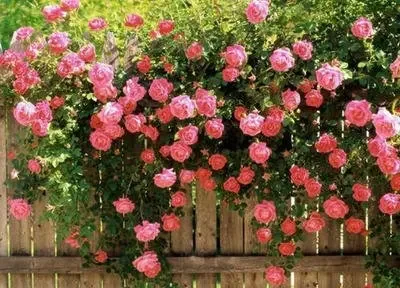 Car Seat Belt Buckl…