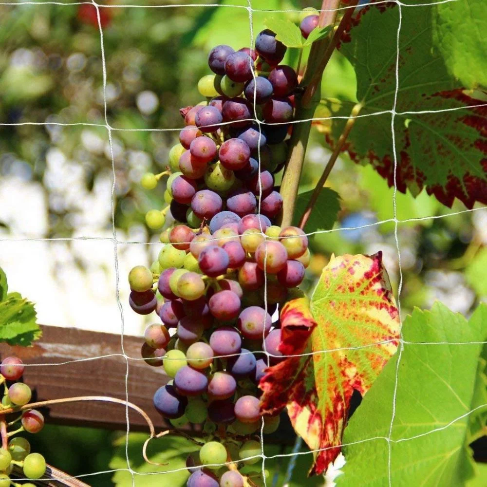 Kletternetz für Gartenbaupflanzen, gewebtes Netz aus Polyester, geeignet für andere Kletterpflanzen wie Tomaten, Bohnen, Trauben usw – Detail 3