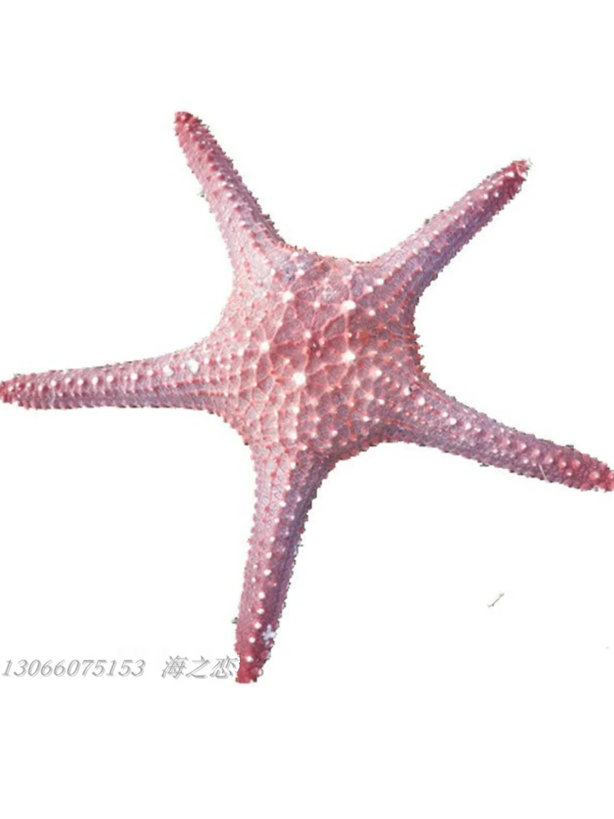 Natural Dried Sea Star - Super Starfish Decor, Creative Base for Scenery Setting, Soft Decor for Tropical Beach Themes view 4
