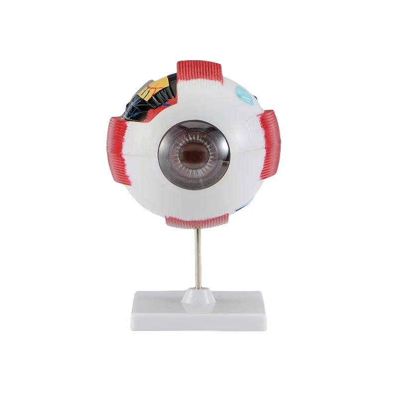 

Анатомическая модель структуры глазного яблока. Строка глазного яблока. Биологическое экспериментальное оборудование для средней школы. Биологическая демонстрация.