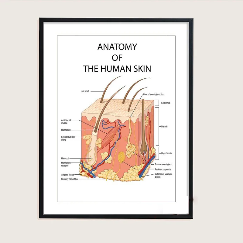 Anatomy Dissection Skin Chart Poster Vessels Detailed Canvas Painting Prints Wall Art Pictures for Medical Education Home Decor