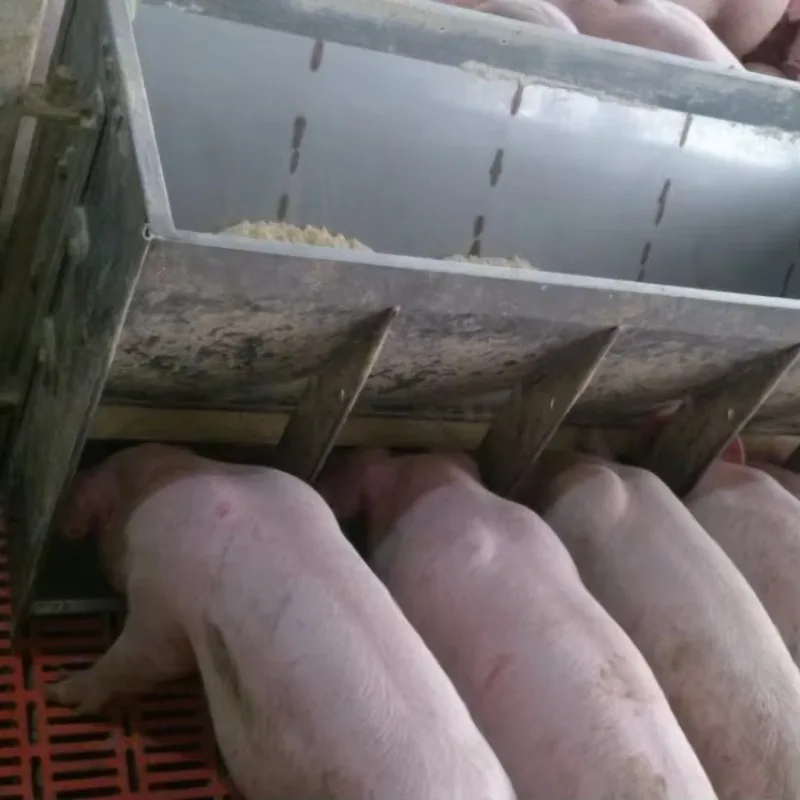 

Stainless steel 3-hole pig fattening feeder anti-rust overall assembly animal husbandry equipment other agricultural machinery