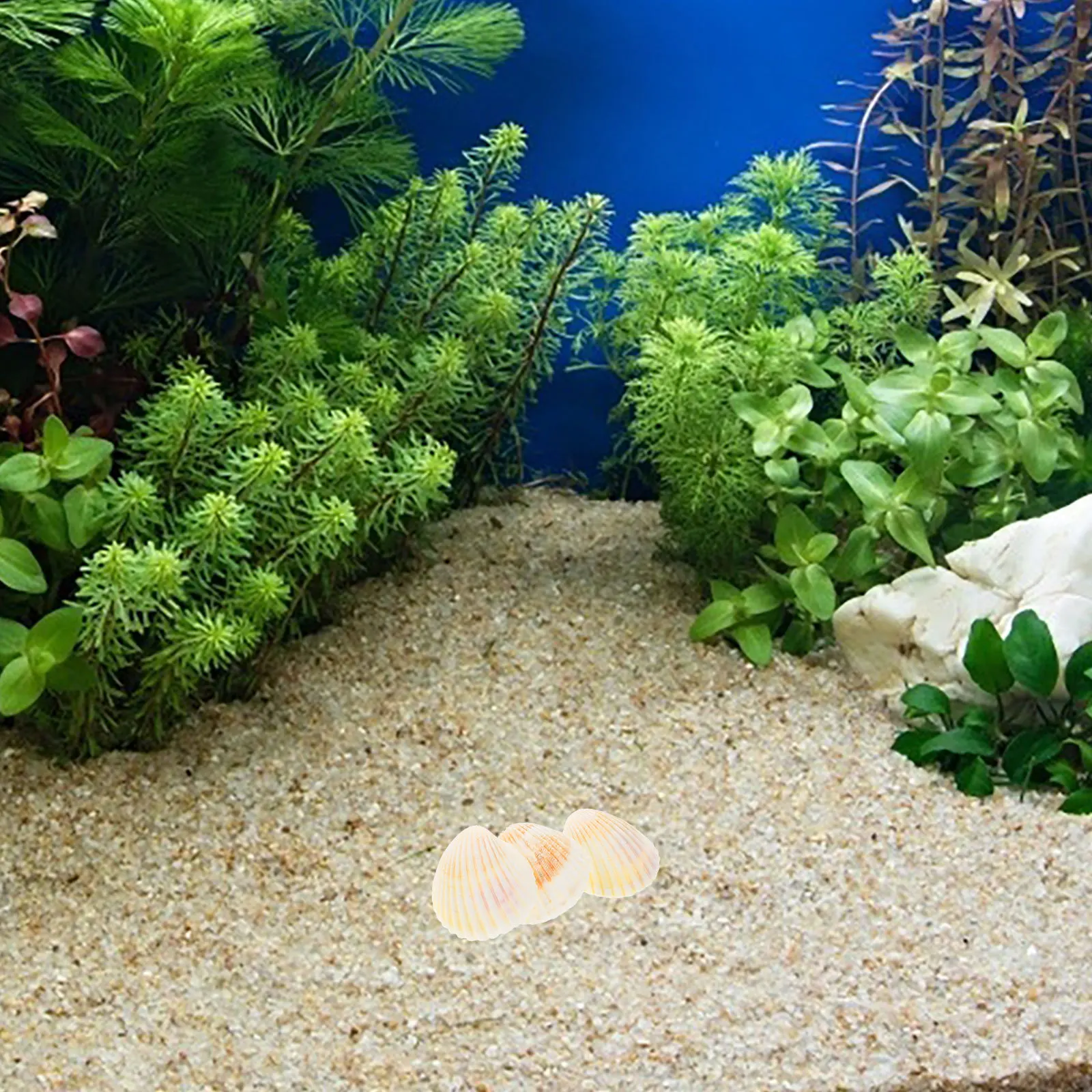 

10Pcs Sea Shells for Decorating Multi-Purpose Shell Decorations Fish Tank Kindergarten DIY Craft Beach Seashell Gift