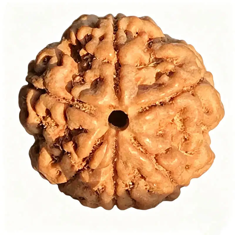 Big 5 Pedals Rudraksha Bodhi Beads 20-22mm Five Mulki Faces Beads for Peace Life TSB0249