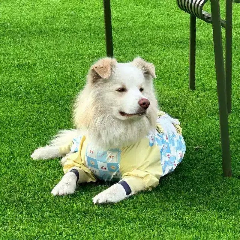 Four-legged Dust Pants, Dog Insect-proof Clothes, Going Out for A Walk, Four-cornered Dog Clothes, Pet Protection, Thin Leggings