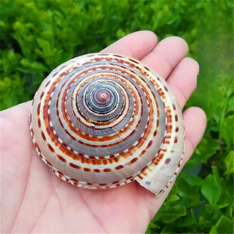 Sombrero de paja de concha Natural, rueda de Caracol, pecera de caracol, plataforma de paisajismo para acuario, pegatina de pared hecha a mano