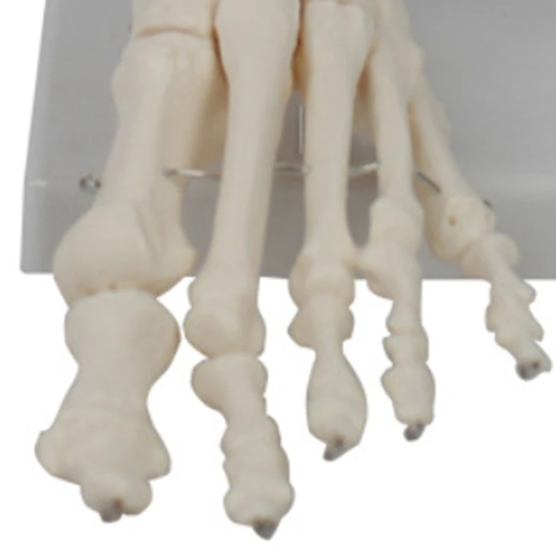 Foot Joint Model, Human Anatomy Model, Life Size, Foot Anatomy Model, Human Skeleton Model Teaching Equipment-A79U