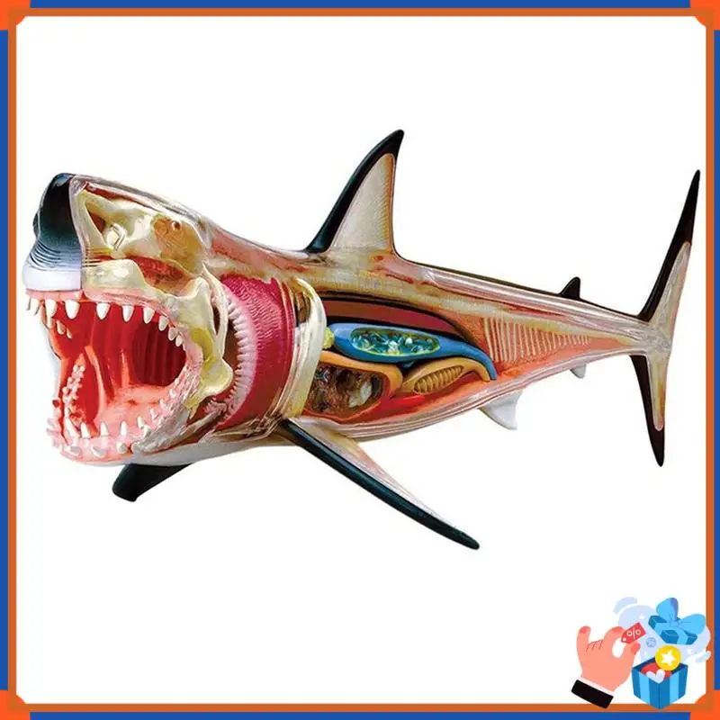 Compact Shark-Anatomy Model - Animal Anatomyical Model - 20 Detachable Organs And Body Parts Biology  Teaching Model