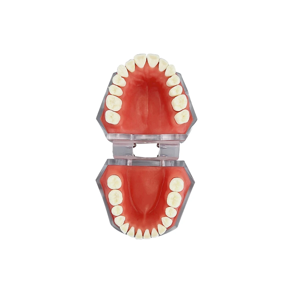 Miękkie dziąsła dentystyczne zdejmowane zęby standardowy Model typodonta dla dentysty studenta nauczania komunikacji badawczej demonstracyjnej