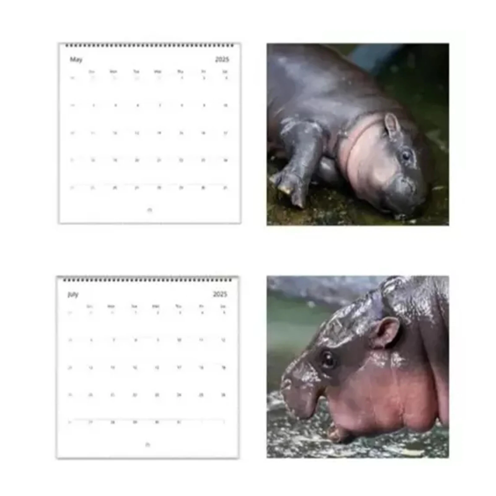 Moo Deng Calendar for 2025 Creative Cartoon Hippopotamus Ornament, Cute Desktop Calendar Decoration |50 Page Copperplate Paper