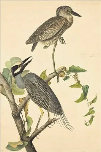 

Yellow Crowned Night Heron Vintage Illustration Art Picture Print Silk Poster Home Wall Decor